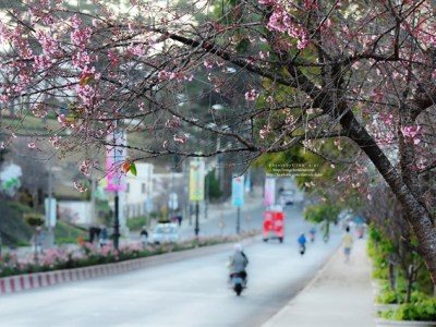 Lễ hội hoa Mai Anh Đào Đà Lạt 2018 - datphongdalat.vn-9