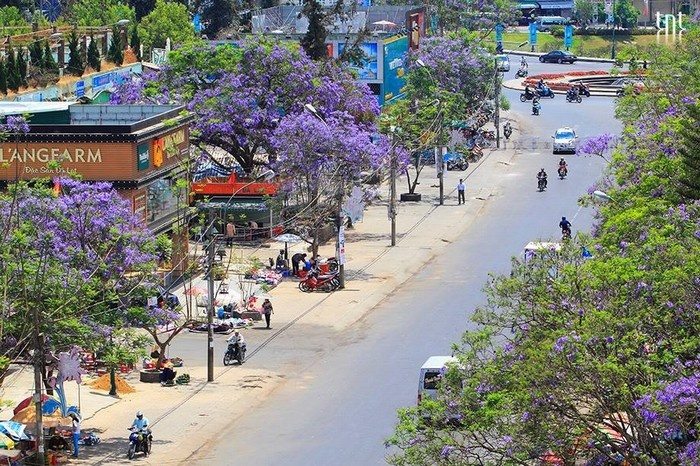 Du lịch Đà Lạt tháng 2 - Đặt phòng khách sạn Đà Lạt giá rẻ gần chợ - datphongdalat.vn-7