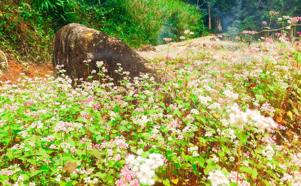 Đặt phòng Khách sạn Đà Lạt –  Resort Da Lat – Villas – Homestay Đà Lạt giá rẻ 2025