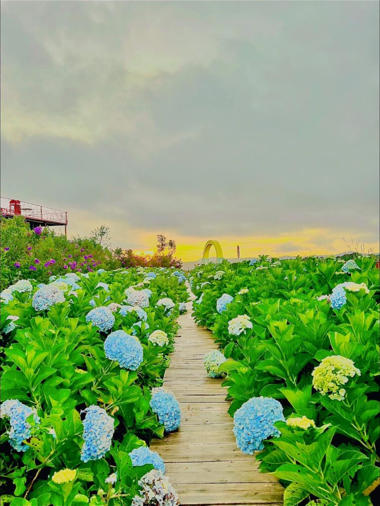 Đồi Mây Đà Lạt là điểm săn mây hấp dẫn và những cánh đồng hoa tuyệt đẹp!