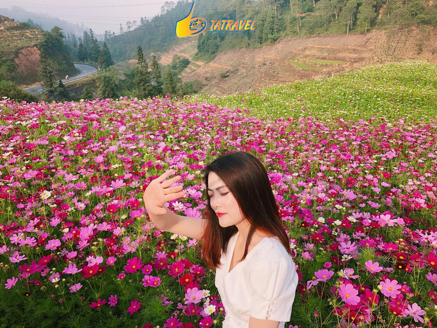 Vườn hoa Cẩm Tú Cầu Đà Lạt – Thiên đường sống ảo phố núi ngàn hoa !