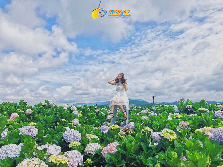 Vườn hoa Cẩm Tú Cầu Đà Lạt – Thiên đường sống ảo phố núi ngàn hoa !