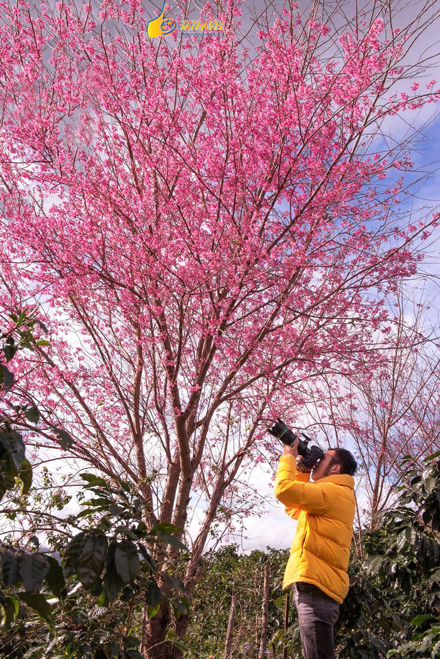 Đừng bỏ lỡ 9 mùa hoa đẹp nhất Đà Lạt năm 2021