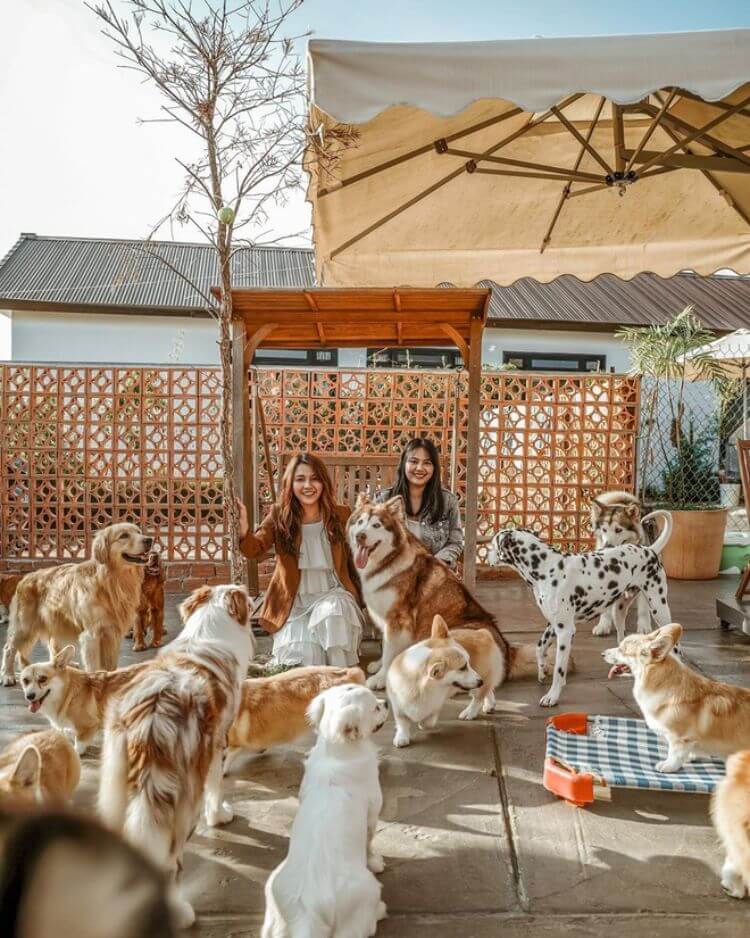 Hơn 32 loài cún vô cùng dễ thương chờ du khách tới chiêm ngưỡng trong tour check in địa điểm hot Đà Lạt 2023